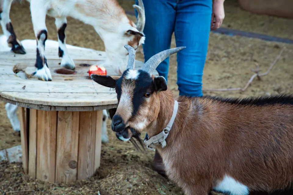 Goats at Cowie's Cows Ranch in Elizabeth Colorado