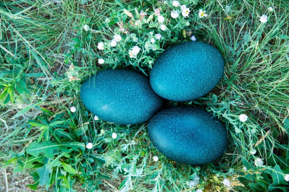 Emu eggs at Cowie's Cows Ranch in Colorado