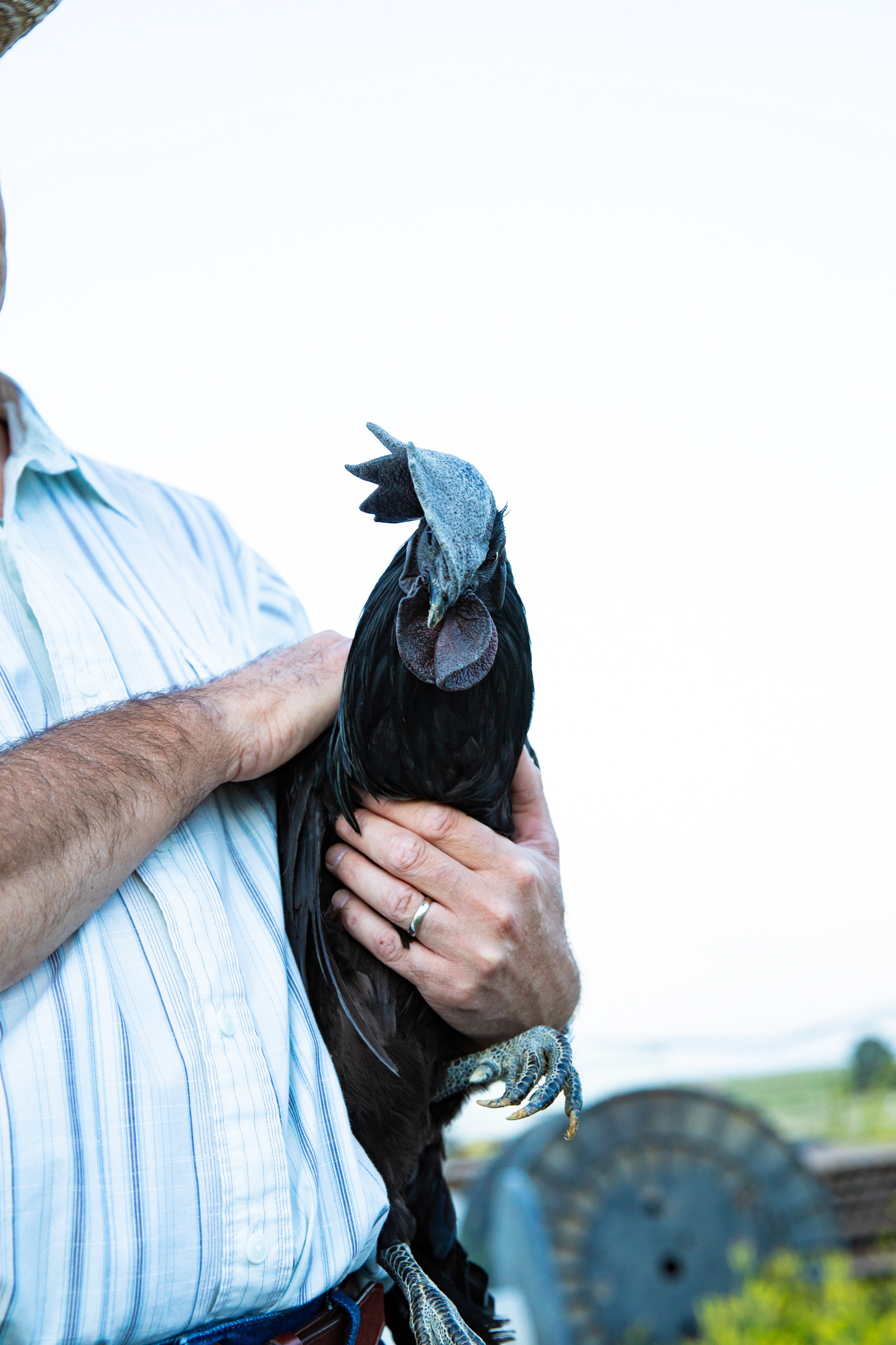 Ayam Cemani chicken at Cowie's Cows Ranch in Colorado