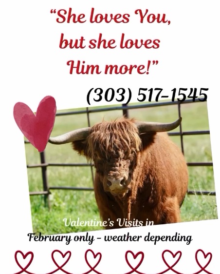 Valentine's theme ranch visits at Cowie's Cows Ranch Colorado Elizabeth Parker Castle Rock Lone Tree