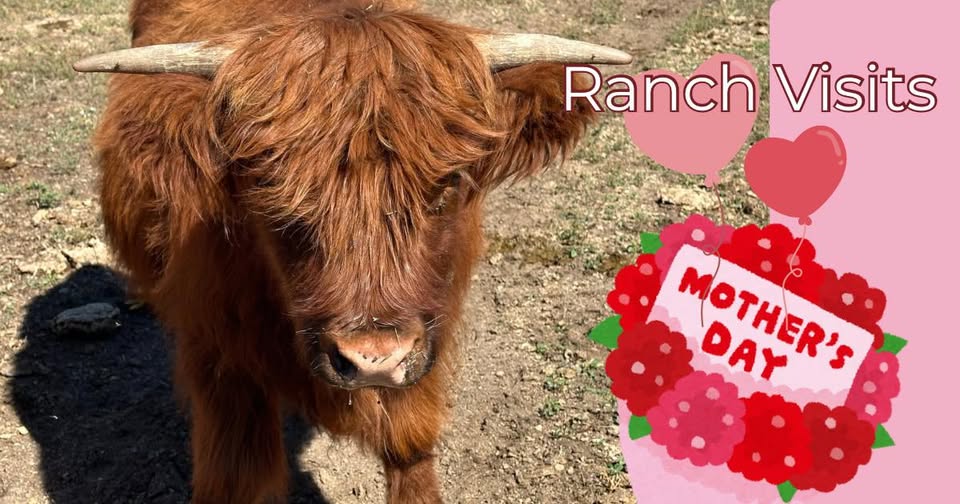 Mother's Day Ranch visits Cowie's Cows 2026