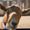 Houdini the goat at Cowies' Cows Ranch farm visits