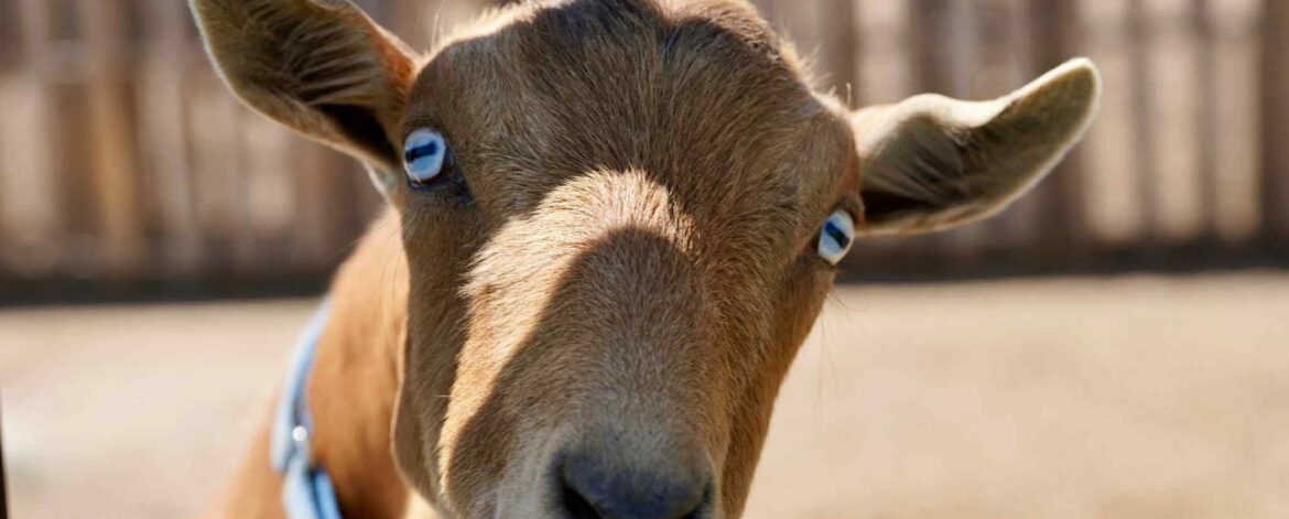 Houdini the goat at Cowies' Cows Ranch farm visits