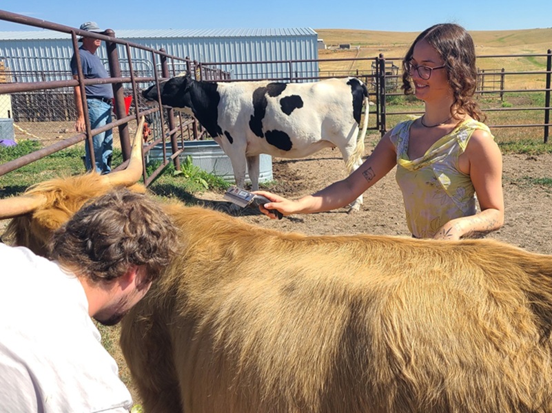 Cowie's Cows Ranch Visits Elizabeth Parker Aurora Colorado