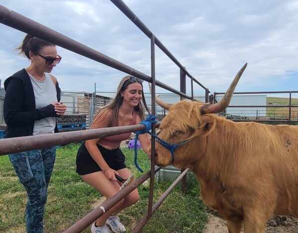 Cowies Cow Ranch Visits Cowies Cow Ranch Visits