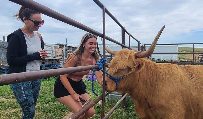 Cowies Cow Ranch Visits Cowies Cow Ranch Visits