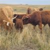 New babies born on Cowies Cows ranch September 2025