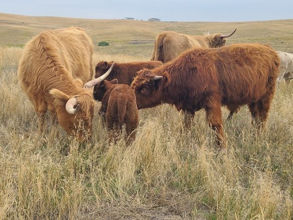 New babies born on Cowies Cows ranch September 2025