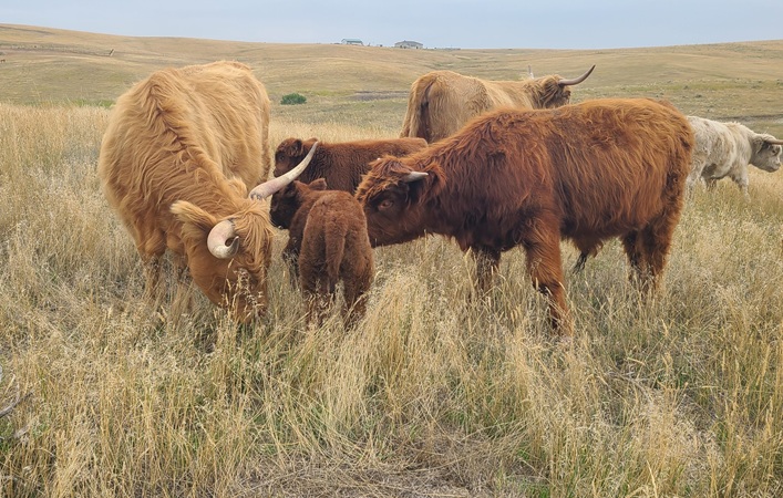 New babies born on Cowies Cows ranch September 2025