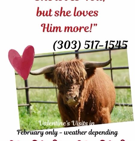 Valentine's theme ranch visits at Cowie's Cows Ranch Colorado Elizabeth Parker Castle Rock Lone Tree