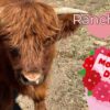 Mother's Day Ranch visits Cowie's Cows 2026