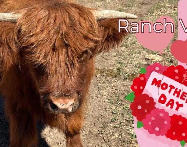 Mother's Day Ranch visits Cowie's Cows 2026